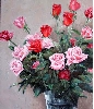 20110308バラ.jpg