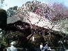 百草園.jpg