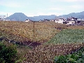 ぶどう畑01.jpg